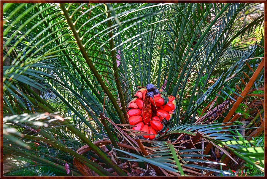 

Nowra
Ben's Walk
Olie palm fruit  -  16/32