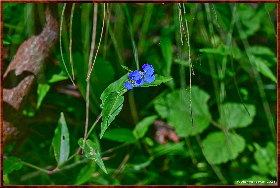 

Nowra
Ben's Walk
Commelina Cyanea  -  17/32