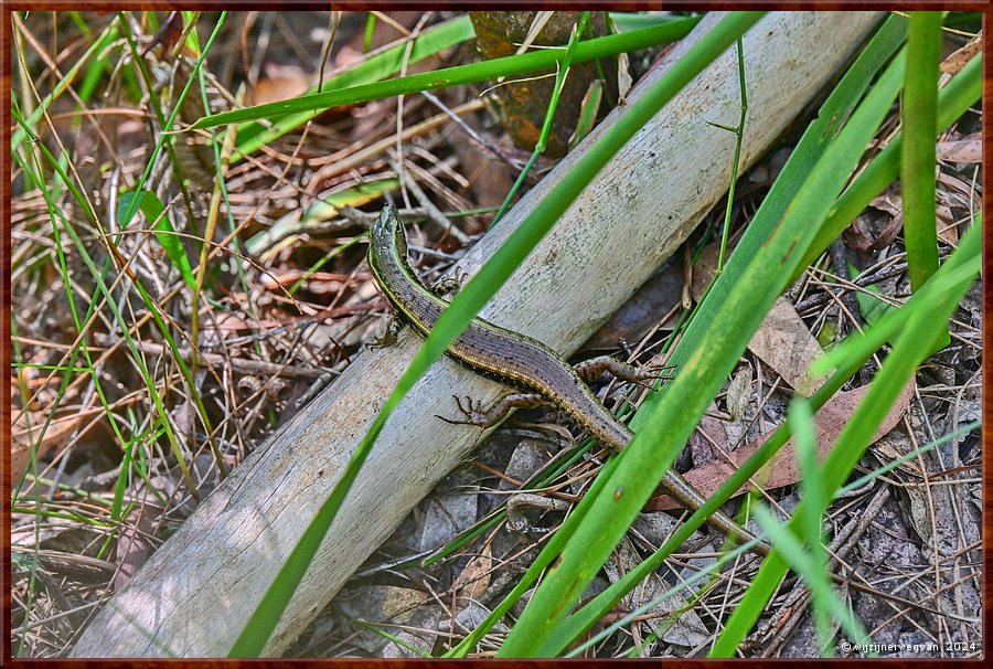 

Nowra
Ben's Walk
Metallic Coolskink  -  22/32