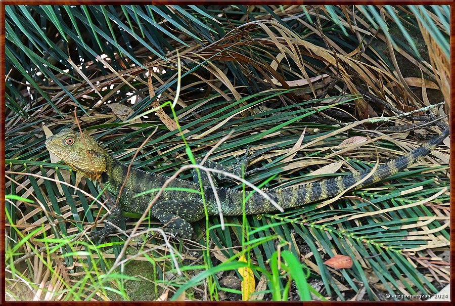 

Nowra
Ben's Walk
Gippsland Water Dragon  -  26/32