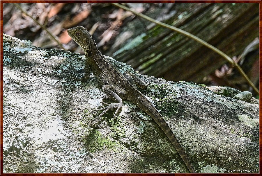 

Nowra
Ben's Walk
Nog een Gippsland Water Dragon  -  29/32