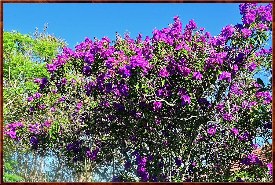 

Nowra
Nowra Showground
Tibouchina Granulosa  -  31/32