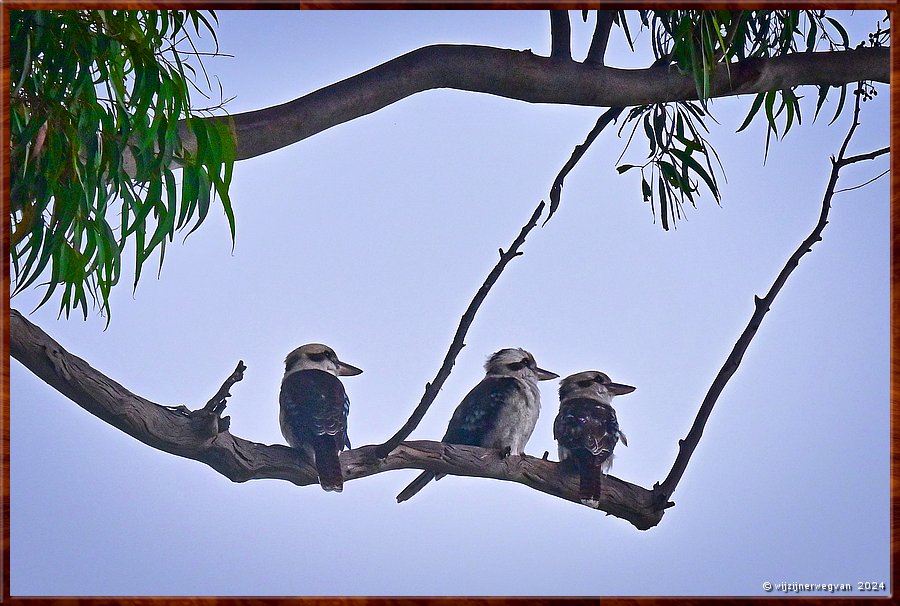 

Nowra
Nowra Showground
Drie kookaburra's  -  32/32