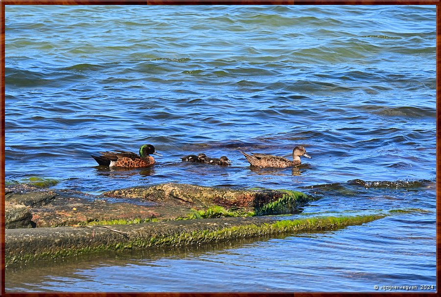 

St Georges Basin
Chestnut Teal (kastanjetaling)  -  19/31