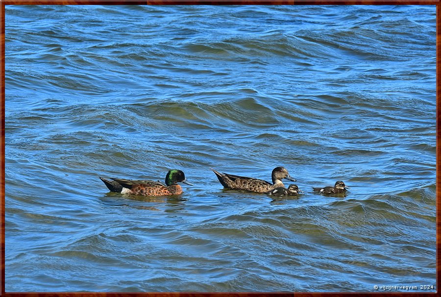 

St Georges Basin
Chestnut Teal (kastanjetaling)  -  20/31