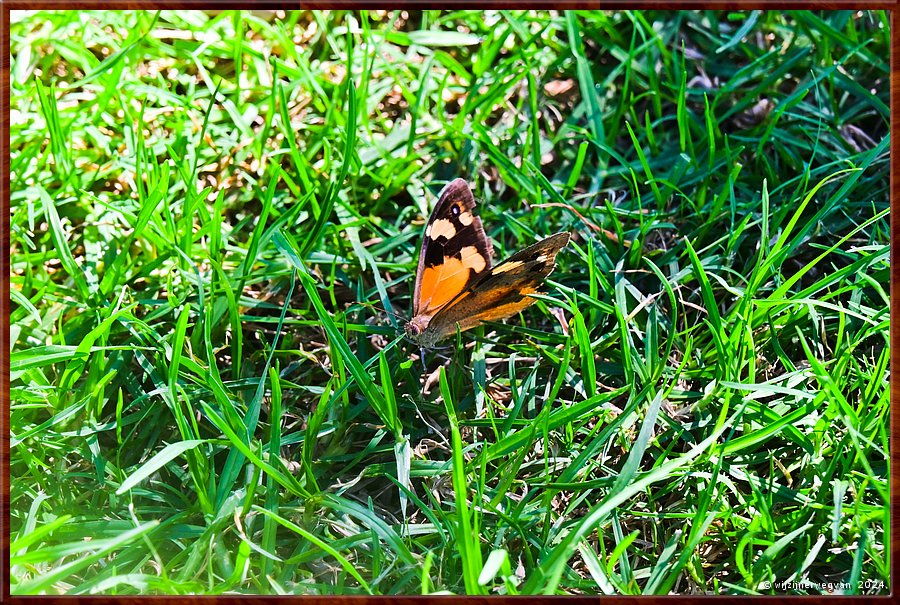 

St Georges Basin
Common Brown Butterfly  -  22/31