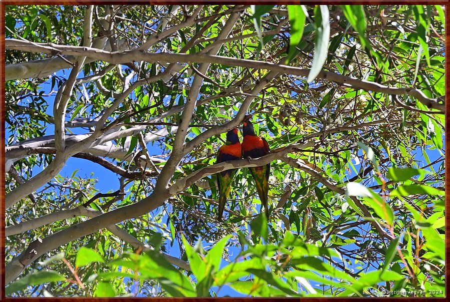 

St Georges Basin
Rainbow Lorikeets  -  23/31