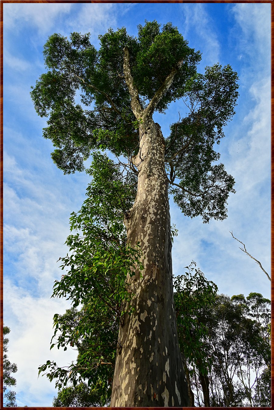 

Batemans Bay
Citroeneucalyptus  -  15/28