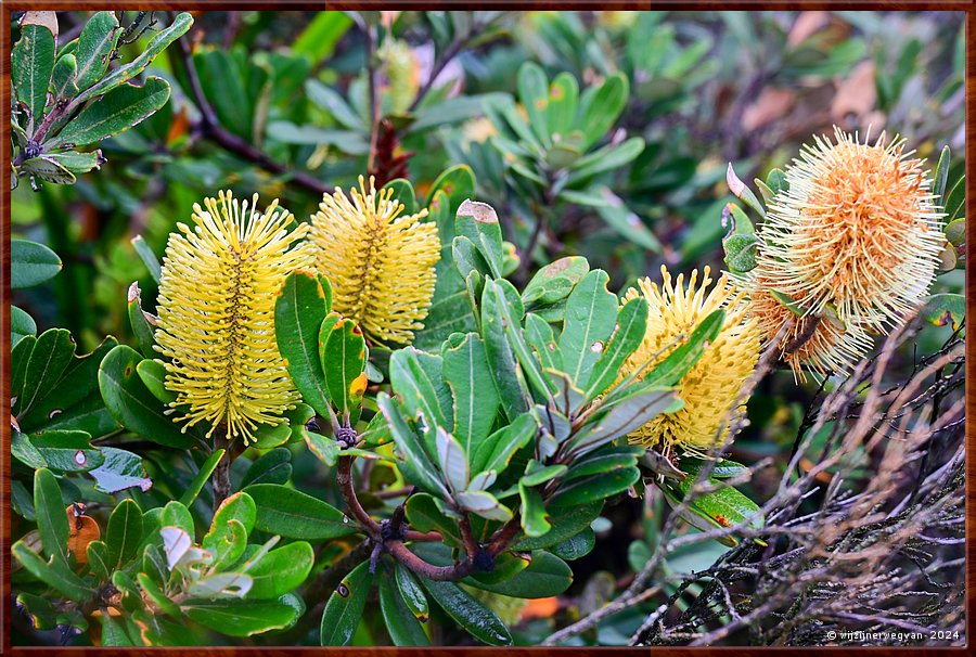 

Cape Conran
Banksia Integrifolia  -  11/23