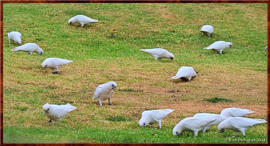 

Lakes Entrance
Little Corellas  -  21/23