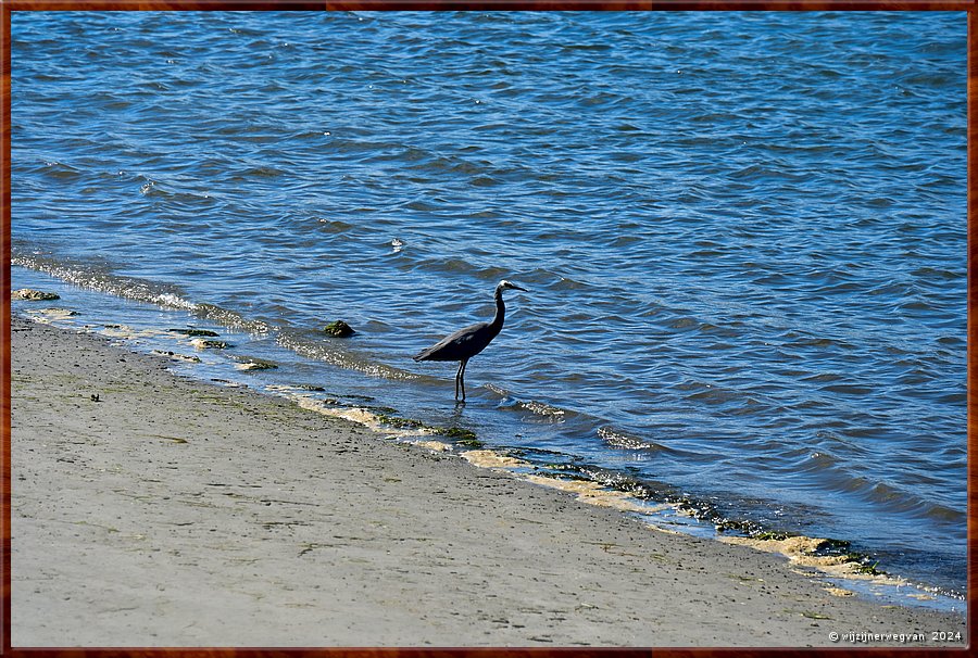 

Port Albert
Wharf street
Witwangreiger  -  3/26