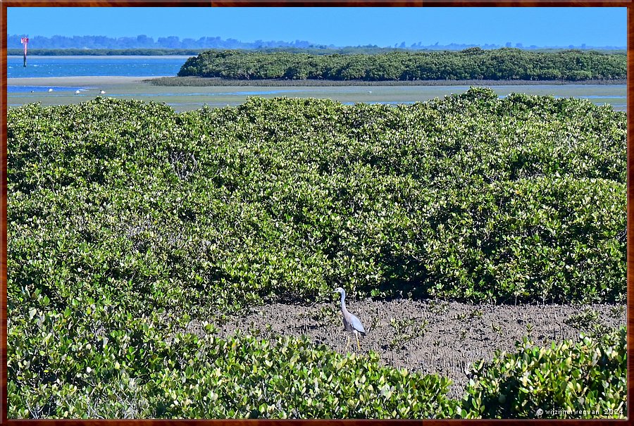 

Port Albert
Christopher Robinson Trail
Mangrove
Grote blauwe reiger (great blue heron)  -  12/26