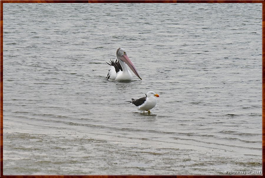 

Port Albert
Tasman Zee
Pelican and Pacific Gull (diksnavelmeeuw)  -  22/26