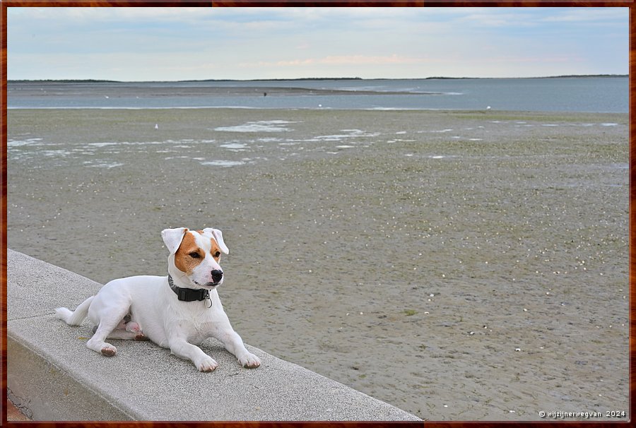 

Port Albert
Tasman Zee
Jack woont hier aan het strand en houdt ons graag gezelschap  -  25/26