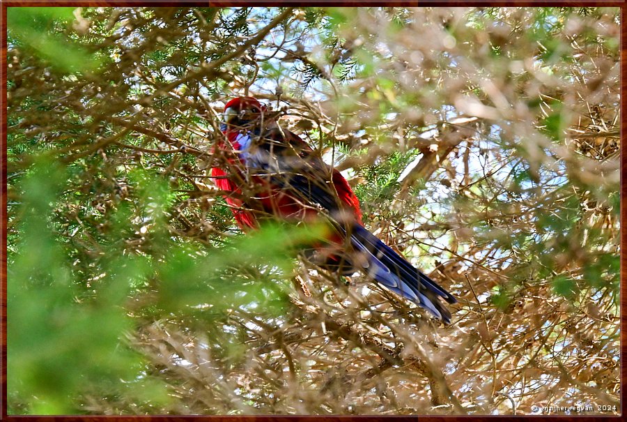 

Wilsons Promontory National Park
Crimson Rosella houdt ons in het vizier  -  17/51