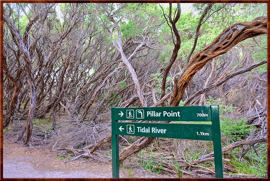 

Wilsons Promontory National Park
Op weg naar Pillar Point  -  36/51