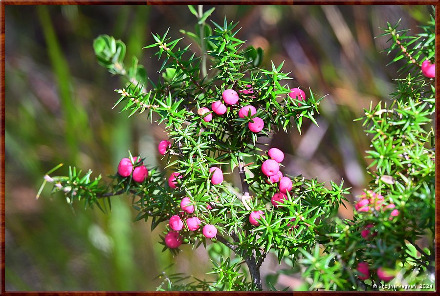 

Wilsons Promontory National Park
Onderweg naar Pillar Point
Leptecophylla oxycedrus (kustrozebes of karmozijnrode bes)  -  37/51