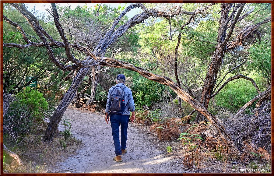 

Wilsons Promontory National Park
Nabij Pillar Point  -  41/51