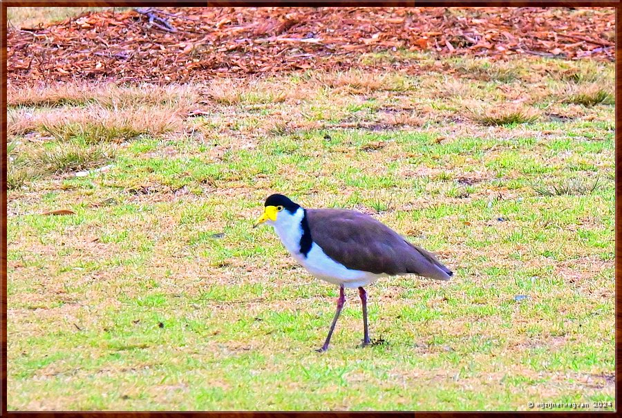 

Wilsons Promontory National Park
Masked Lapwing (masker kievit)  -  48/51