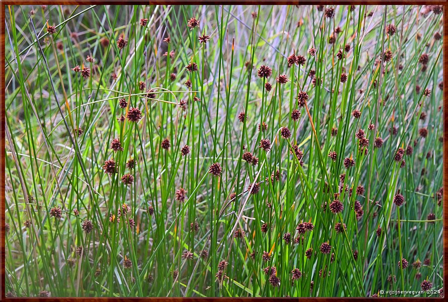 

Wilsons Promontory National Park
Biezenknoppen  -  49/51