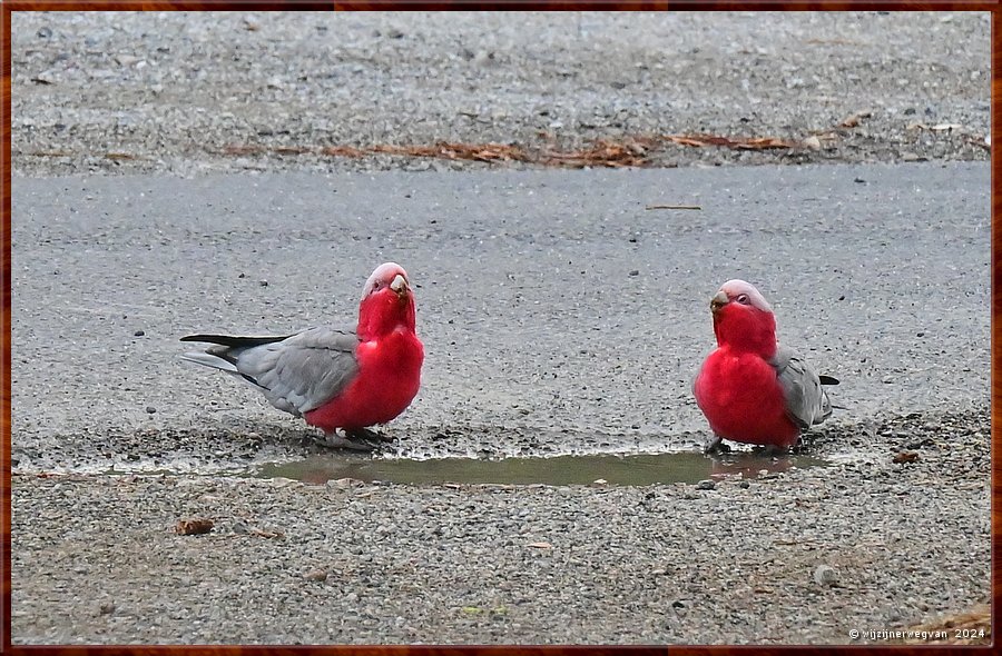 

Wilsons Promontory National Park
Galah's  -  50/51