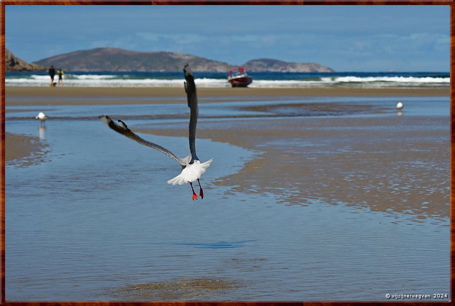 

Wilsons Promontory National Park
Norman Beach
Witkopmeeuw in vogelvlucht  -  10/35