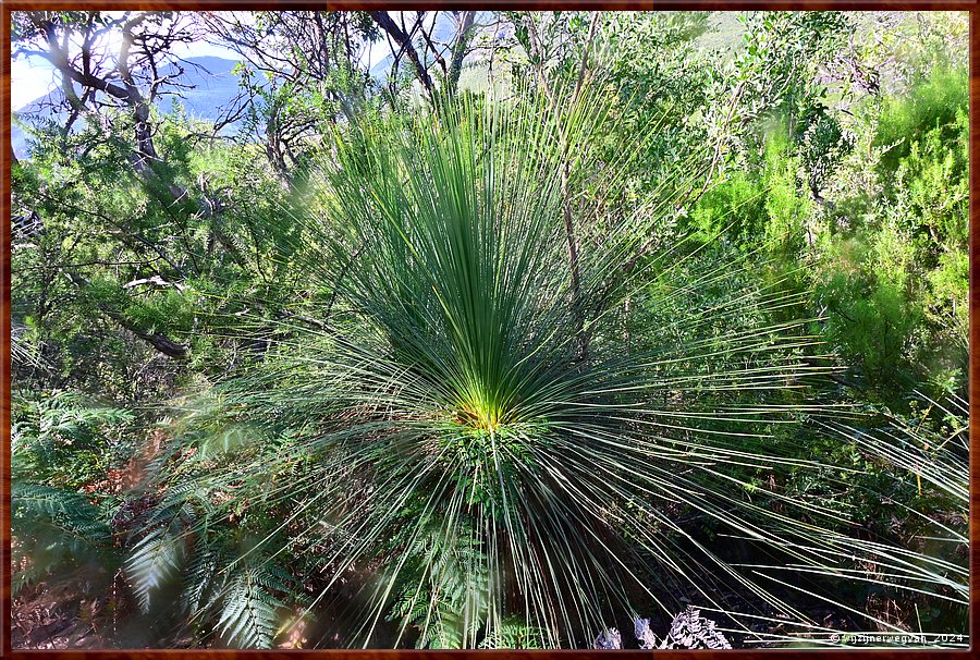 

Wilsons Promontory National Park
Lilly Pilly Link Track
Grasboom  -  14/35