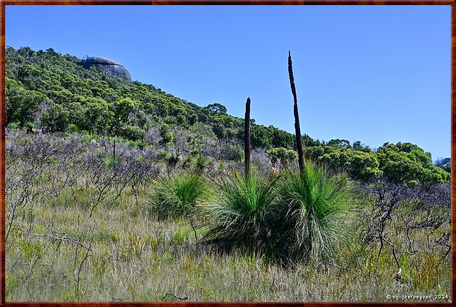 

Wilsons Promontory National Park
Lilly Pilly Link Track
Grasbomen in bloei  -  15/35