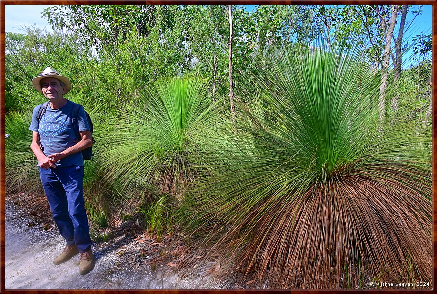 

Wilsons Promontory National Park
Lilly Pilly Nature Walk
Grasboompjes  -  16/35