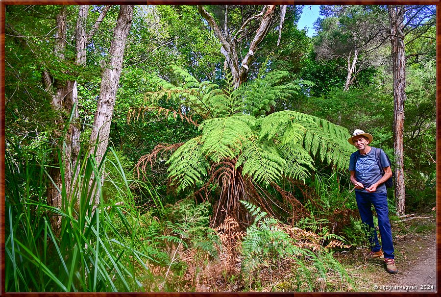 

Wilsons Promontory National Park
Lilly Pilly Nature Walk
Varenboom  -  17/35