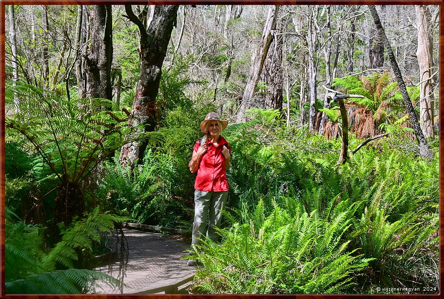 

Wilsons Promontory National Park
Lilly Pilly Gully
Regenwoud  -  18/35