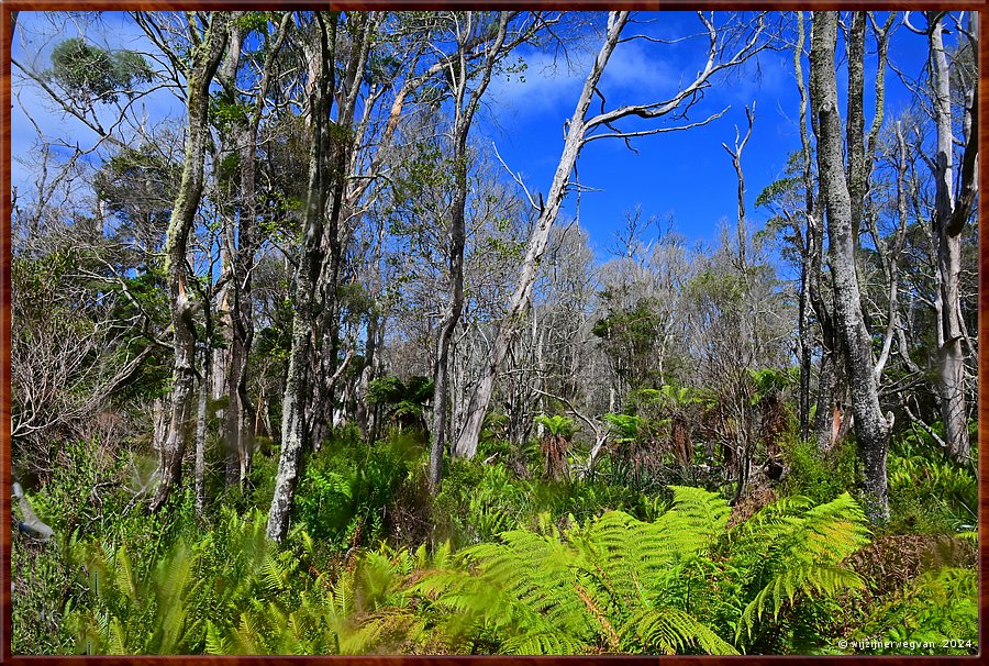 

Wilsons Promontory National Park
Lilly Pilly Gully  -  20/35