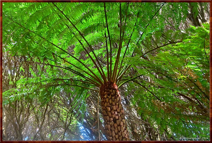 

Wilsons Promontory National Park
Lilly Pilly Gully
Varenboom (Soft Tree Fern) kunnen honderden jaren oud worden  -  23/35