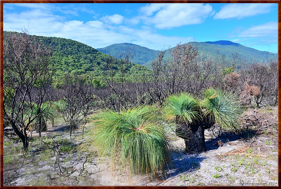 

Wilsons Promontory National Park
Lilly Pilly Nature Walk
Grasbomen  -  27/35