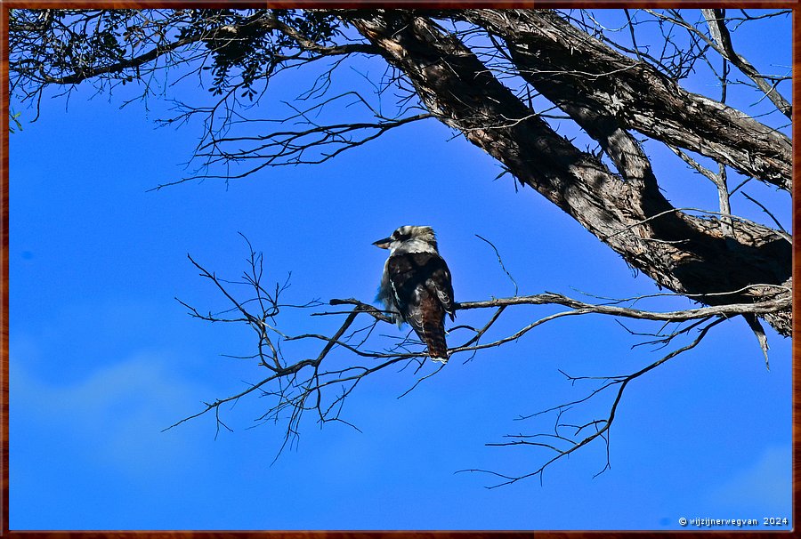 

Wilsons Promontory National Park
Tidal River
Kookaburra  -  30/35