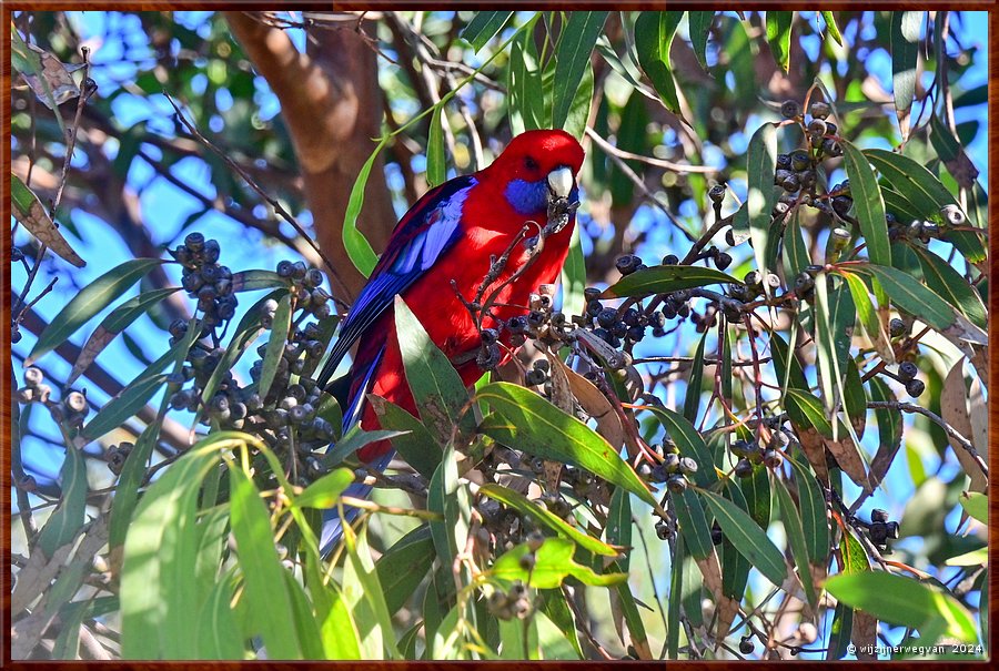 

Wilsons Promontory National Park
Tidal River Campground
Crimson Rosella picknickt in River Red Gum, een eucalyptus  -  32/35