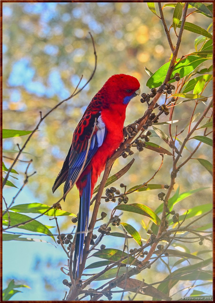 

Wilsons Promontory National Park
Tidal River Campground
Crimson Rosella in River Red Gum  -  33/35