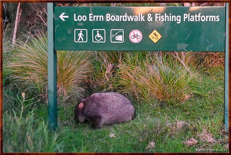 

Wilsons Promontory National Park
Loo Errn Track
Yes! Een wombat!  -  34/35