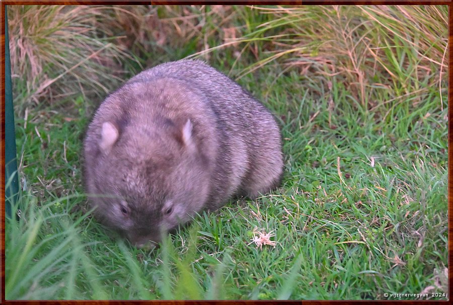 

Wilsons Promontory National Park
Loo Errn Track
Wombat  -  35/35