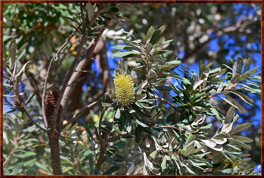 

Wilsons Promontory National Park
Coast Banksia in bloei  -  4/32