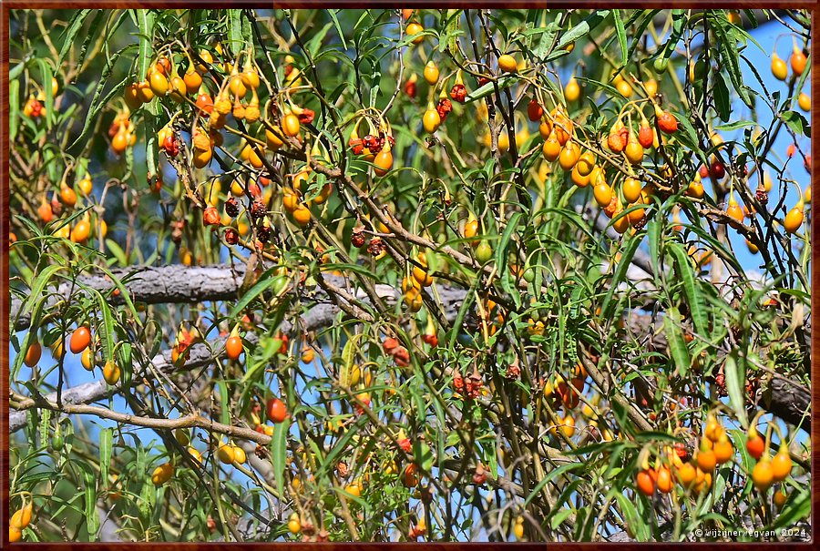 

Wilsons Promontory National Park
Prom Wildlife Walk
Kangaroo Apple  -  17/32