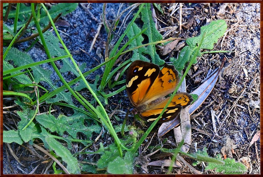 

Wilsons Promontory National Park
Shallow Inlet
Tientallen Common Brown Butterflies fladderen voorbij  -  21/32