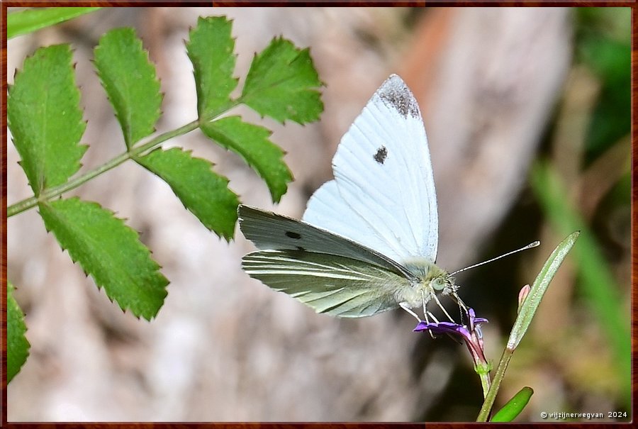 

Wilsons Promontory National Park
Shallow Inlet
Cabbage White Butterfly (koolwtije)  -  24/32