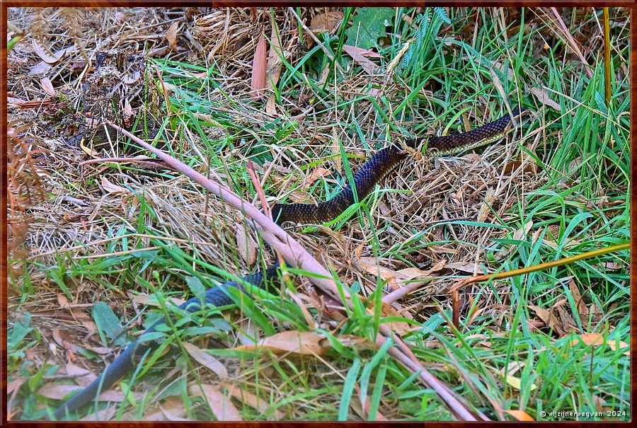 

Wilsons Promontory National Park
Shallow Inlet
Lowland Copperhead  -  25/32