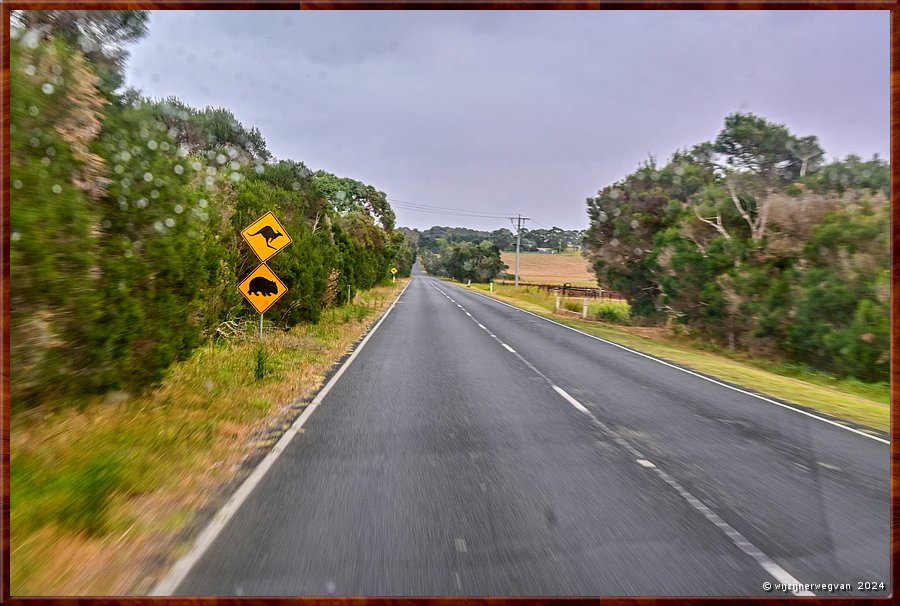 

Onderweg naar Phillip Island
Overstekende kangoeroes en wombats !  -  11/35