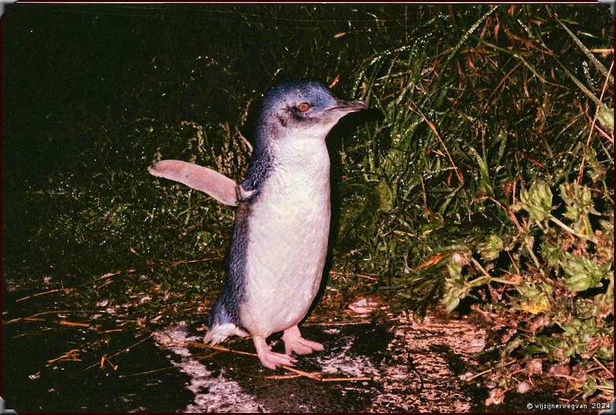 

Australi  in 1991
Ook toen bezochten we Phillip Island!
We zagen de befaamde Pingun Parade  -  12/35