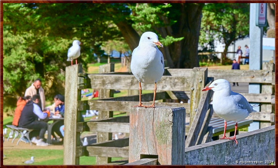 

Phillip Island
Cowes 
The Esplanade  -  18/35