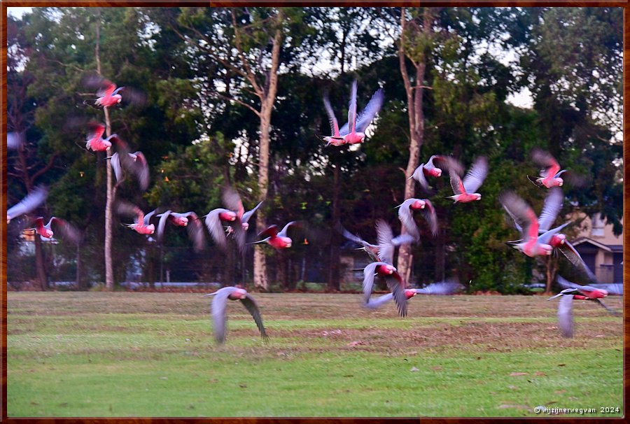 

Lang Lang
Lang Lang Showgrounds
Galah chaos  -  31/35