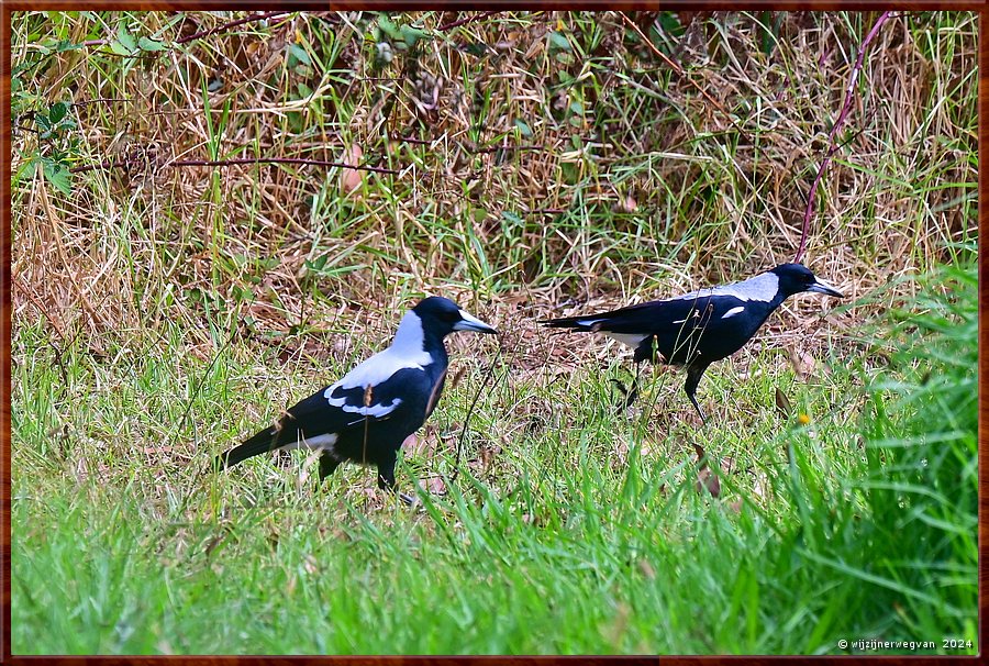 

Tynong North
Rest Area
Zwartrugfluitvogels (australian magpies)  -  7/15