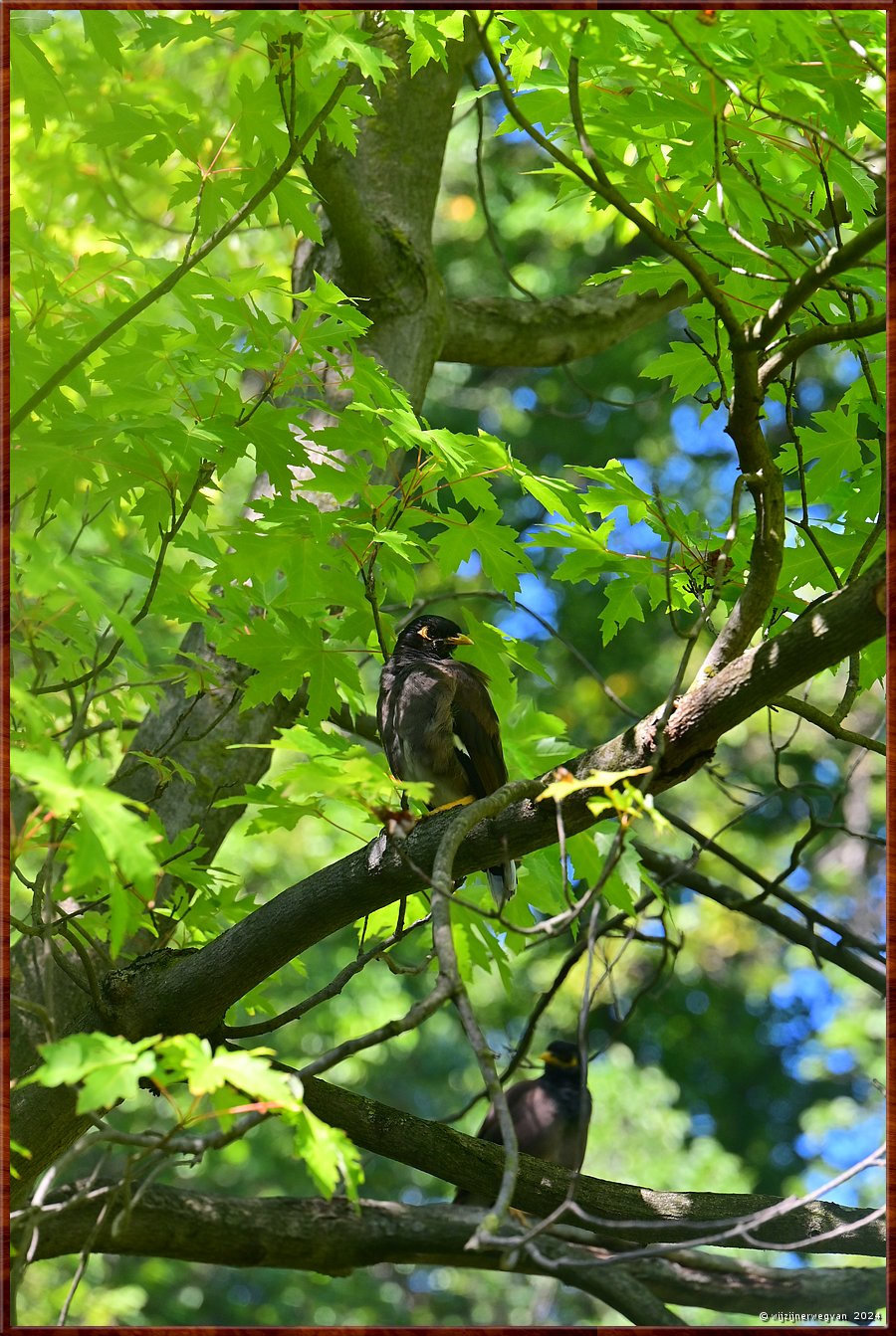 

Melbourne
Fitzroy Gardens
Indian Myna (treurmaina)  -  40/68